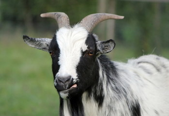 Portrait of a goat