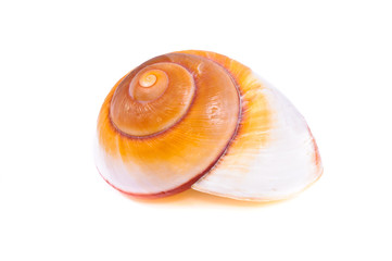 Sea shell