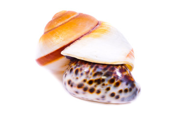 Sea shell