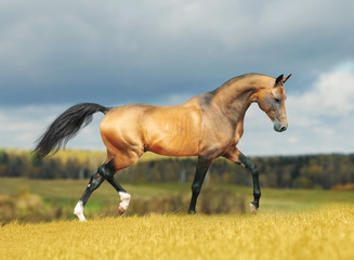 golden akhal-teke horse - 37721300