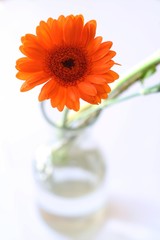 Blume in Vase