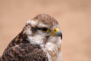 Würgfalke (Falco Cherrug)