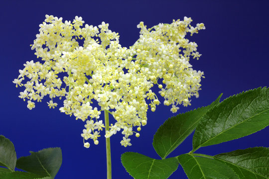 holunderbl&uuml;ten (sambucus)