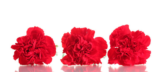 Three red carnation isolated on white