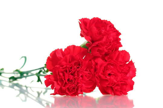 Three red carnation isolated on white