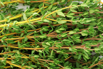 thyme