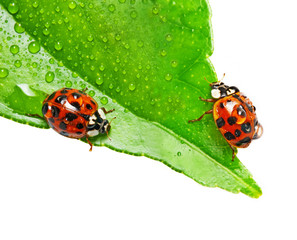 two ladybirds on a dewy leaf isolated