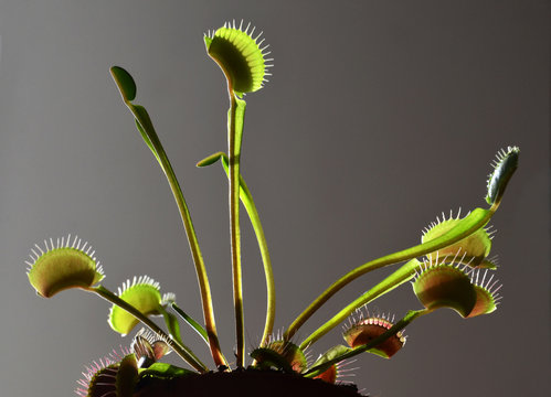 carnivorous plant dionaea venus
