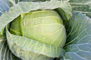 Fototapeta premium Fresh cabbage on the garden