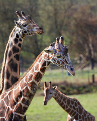 Three Giraffes