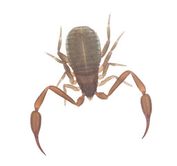 Book scorpion isolated on white background