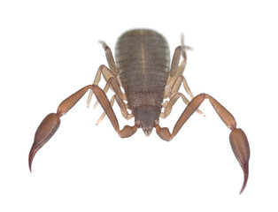 Book scorpion isolated on white background