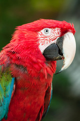 Red Parrot
