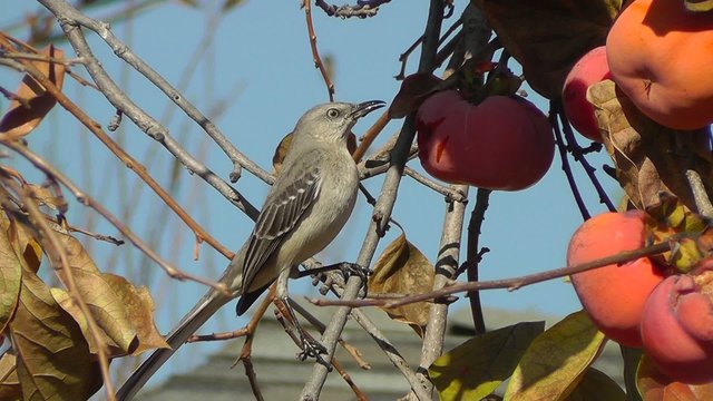 A Northern Mockingbird (Mimus Polyglottos) eating a persimmon