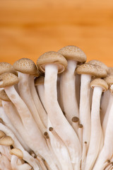 Mushroom