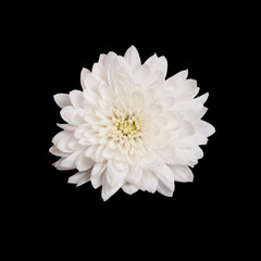open white chrysanthemum button  isolated on black - obrazy, fototapety, plakaty