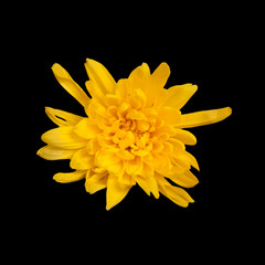 open yellow chrysanthemum button  isolated on black