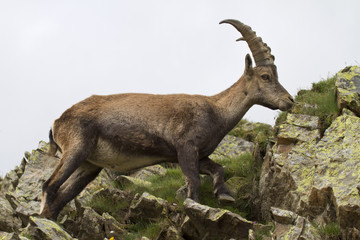 Ibex eating grass