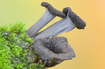 Craterellus cinereus.Trompette de la mort