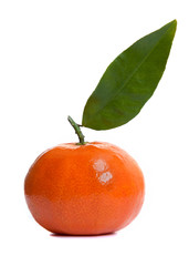Shiny Clementine Fruit