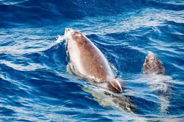 Delphine vor der Küste Teneriffa