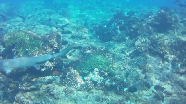 Whitetip shark on the reef