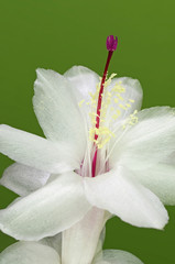 Hatiora - Kaktusblüte