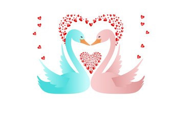 Swans in love
