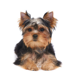 Puppy of the Yorkshire Terrier