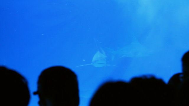 People look at the sharks in the aquarium