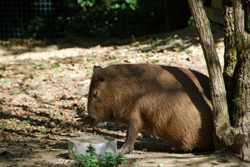Capybara