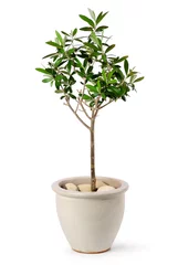Wall murals Olive tree Young olive tree in pot