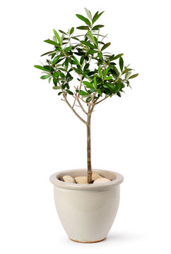 Young olive tree in pot