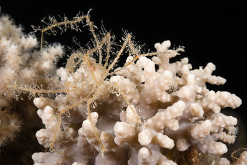 Spider crab on sponge.