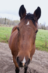 Fototapeta premium Horse portrait
