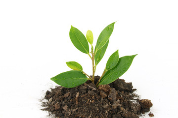 Fresh young tree
