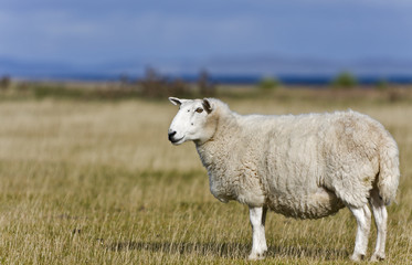 single sheep on grass in scottish highlands