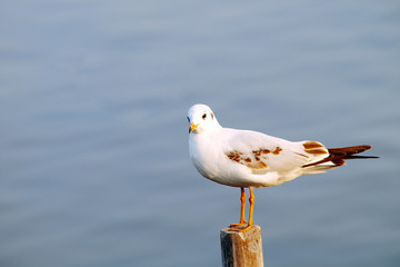 seagull