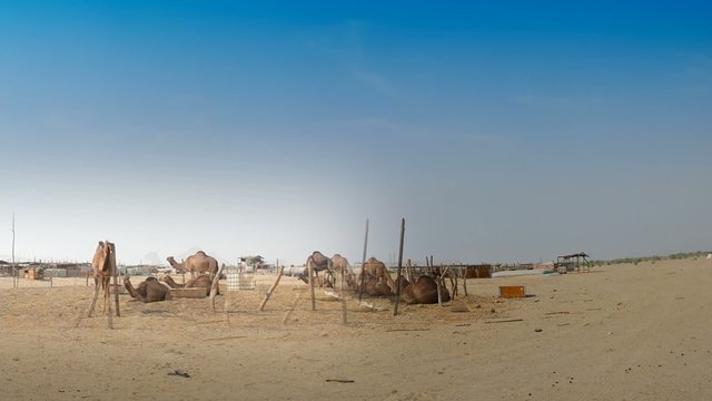 Camels farm panorama