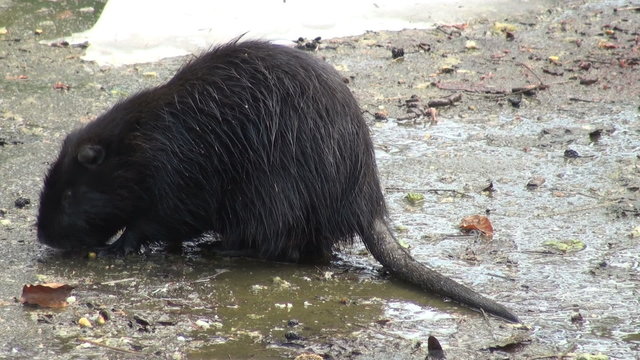 otter to eat and swim