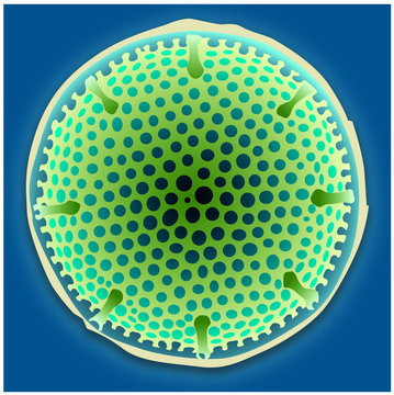 Mer - Diatomée 1