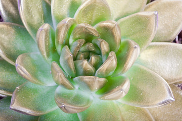 Cactus con spray dorado