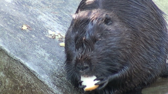 otter to eat and swim