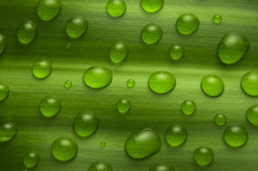 Gotas de agua en una hoja. Lluvia.