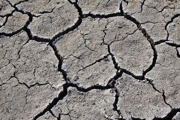 Fototapeta premium ground in the wild