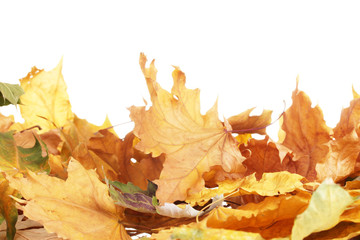 dry autumn maple leaves isolated on  white