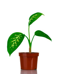 beautiful Dieffenbachia in flowerpot isolated on white