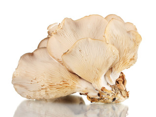 oyster mushrooms isolated on white