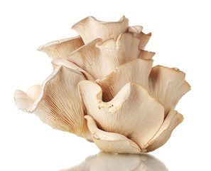 oyster mushrooms isolated on white