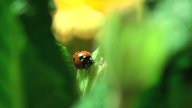 ladybird on a grass